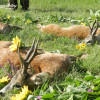 Rehbockjagd in Ungarn in der Nähe vom Budapest