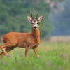 Rehbock Jagd in Tschechien