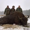 Jagd auf Wisent in Belarus