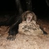 Europäischer Braunbär in Kroatien 2022