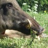 Schwarzwild in Kroatien 2022