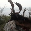 Pauschaljagd auf Damhirsch in Kroatien auf einer Insel