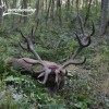 Rothirschjagd in Westungarn