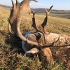Unvergessliches Ungarisches Damhirschjagd!