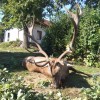 Rothirschjagd in Ungarn!