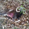 MUFFELJAGD in der Slowakei….