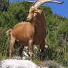 Auf Wildbock in Kroatien2023