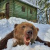 Angebot auf Braunbär in Kroatien 2023