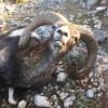 Basiskosten Widder-Jagd auf der Insel Dugi Otok in Kroatien 2023