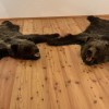 Braunbär Angebote in Kroatien 2023