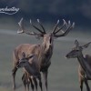 Rothirschjagd in Ungarn