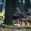 Damhirschjagd in Süd-Ostungarn