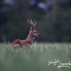 REHBOCKJAGD IN WESTUNGARN IN DER NÄHE VOM PLATTENSEE
