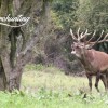 Rothirschjagd in Westungarn