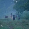 Rothirschjagd in Südwestungarn-Kostenloser Abschußhirsch