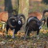 Muffelwidderjagd in Westungarn