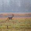 Rehbockjagd in der Tschechischen Republik, Slowakei, Ungarn, Polen, Ungarn, Österreich und Kroatien.