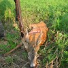 Bock Jagd macht Bock auf mehr in Ungarn