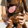 Dachshund-Schweißhund-Welpen mit Geschenkjagd zu verkaufen