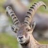 SUCHE Steinbock-, Bezoar-, Ziegen-Hörner/Trophäen/Präparate