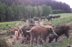 Oktober 2026. Drückjagd in den Bergen der Tschechischen Republik