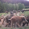 Oktober 2026. Drückjagd in den Bergen der Tschechischen Republik