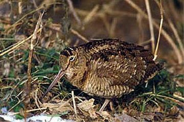 Waldschnepfe beim Wurmen