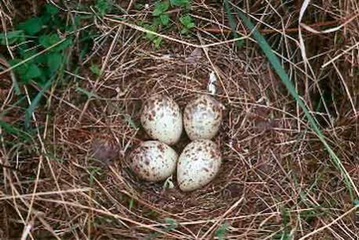 Nest mit vier Eiern, das ist die Regel