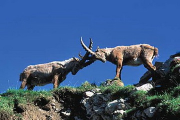 Steinbock Rudel<small>© © Claude Mottier</small>