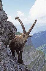 Kämpfende Steinböcke<small>© © Stefan Gerth</small>