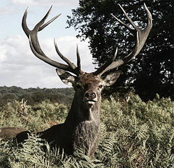 Mittelalter Hirsch beim Kahlwild