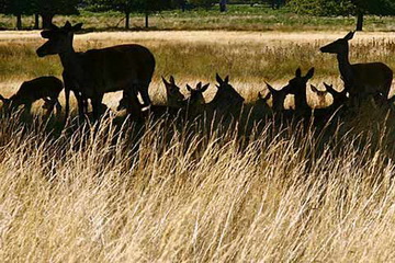 Platzhirsch mit Beihirsch links hinten