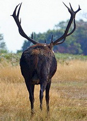 Platzhirsch abgekämpft