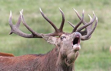 Platzhirsch zieht Richtung Einstand