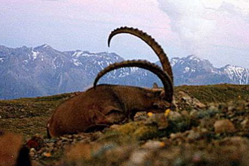 Sibirischer Steinbock erlegt im Taldy Korgan Gebiet mit 134 cm