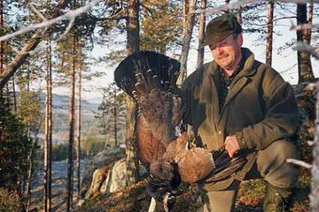 Starker Auerhahn erlegt bei der Wipfeljagd in Schweden<small>© F. L.</small>