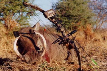 Erfolgreiche Bogenjagd auf Warzenschweinkeiler - Jagdfarm  Hartebeest Teich