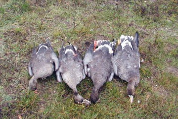 Gänsestrecke Morgenansitz im Donaudelta<small>© H. R.</small>