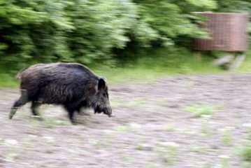 Starke Sau flüchtig bei Drückjagd südlich von Bukarest<small>© H. R.</small>