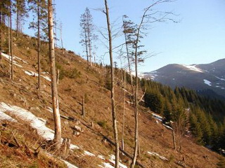 Auerhahnbalzplatz im Rodnei Gebirge bei Bistrita<small>© H. R.</small>