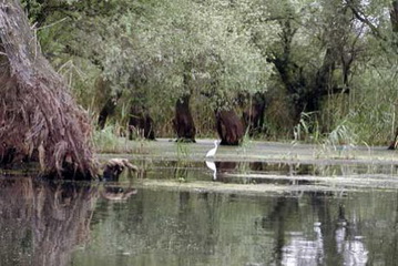 Siberreiher im seichten Wasser<small>© H.R.</small>