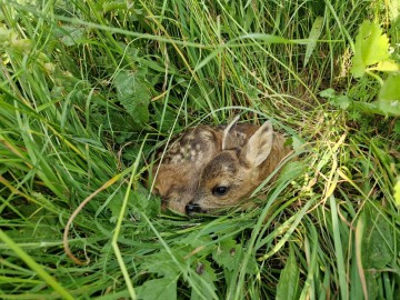 Im Gras