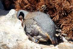 Das Steinhuhn - ein subalpiner Allesfresser