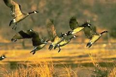 Umweltministerium plant künftig Jagd auf Graugänse und Kanadagänse zu erlauben