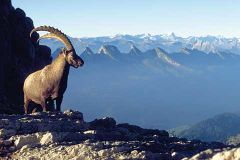 Steinbock ist Tier des Jahres 2006
