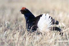 Schutz in Lüneburger Heide zeigt Erfolg: Birkhuhn vermehrt sich wieder stärker