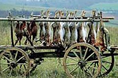 Jagdstrecken in Deutschland weiter auf hohem Niveau