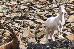 Weltweit erster Albino-Steinbock entdeckt
