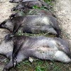 Rätselhaft: Zwölf Wildschweine tödlich abgestürzt