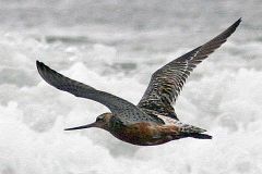 Zugvogel Weltrekord: Eine Pfuhlschnepfe (Limosa lapponica) fliegt 11.500 Kilometer ohne Zwischenlandung